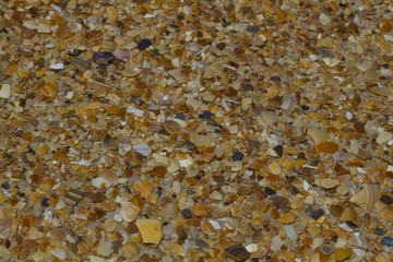 Sea shells on the sand background