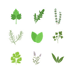 Bright set of tropical leaves.