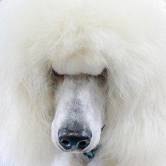 Obraz na płótnie Canvas White Standard Poodle