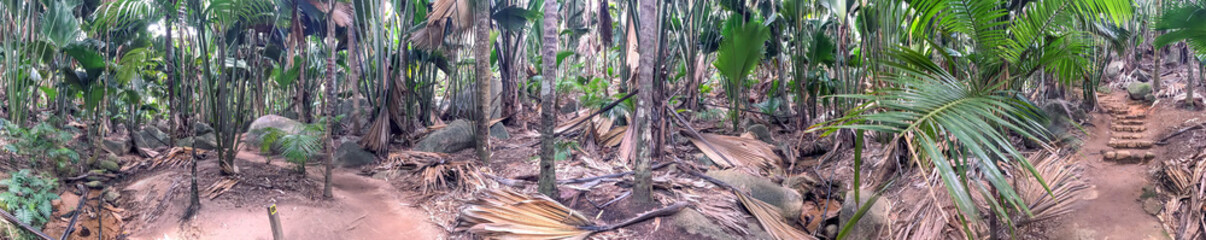 Vallee de Mai Natural Reserve, Praslin panoramic view of palm forest, Seychelles