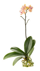 Orchid plant with leaves and roots isolated on white background