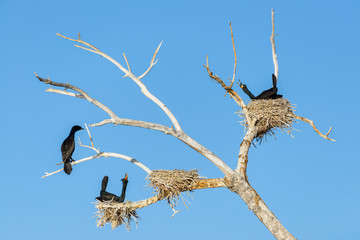 Double-crested Cormorants Singing Their Spring Mating Songs