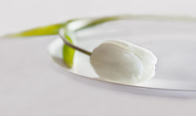 Stillleben mit Tulpe