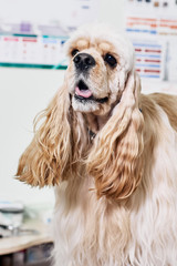 American cocker spaniel sitting on the table in vet clinic