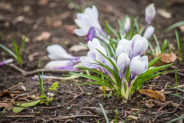 Foto op Plexiglas Krokussen Spring crocus chrysanthus white flowers