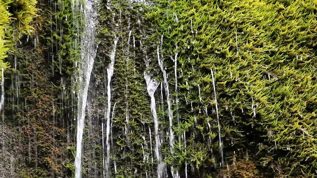 Fresh water pouring on green moss in the woods, little waterfall