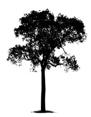 Fototapeta premium tree silhouette isolated on white background.