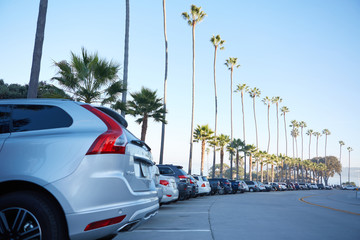 California palm trees group sunset with colorful sky