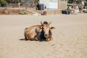 the cow on the seashore in india