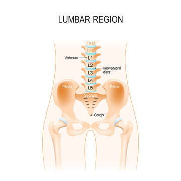 Lumbar Region. Human Anatomy