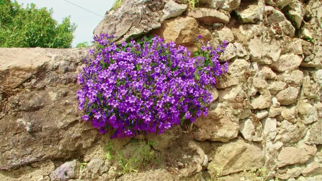 Purple flowers on creeping common harebell with bees, it is Campanula portenschlagiana / wall bellflower