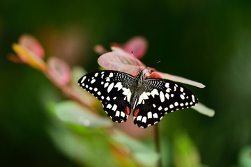 Fototapeta na wymiar butterfly rest, tropical butterfly in green environment