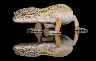 gecko - fat tailed gecko
