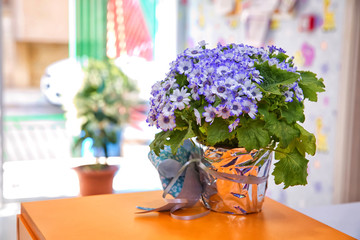 Purple ribbon flower . Beautiful bouquet of blue flowers in a small vase . Purple(violet) and white flowers on Selective focus background.