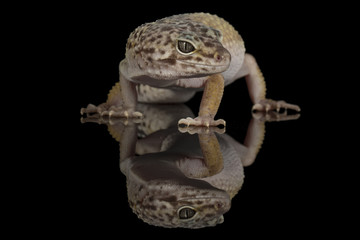 gecko - fat tailed gecko