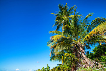 Naklejka premium Tropical beach with palm trees