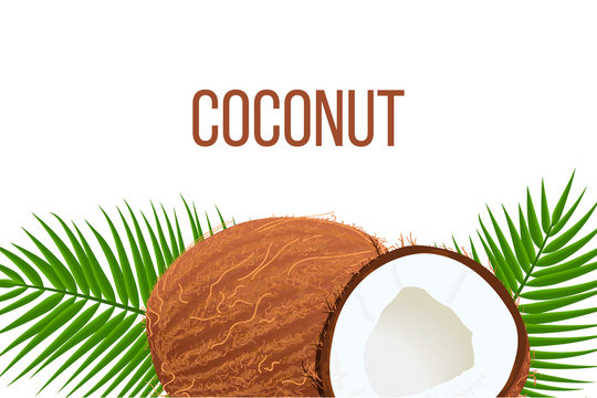 Whole and cracked Ripe coconuts and palm leaves. place for text. label template. Tropical Vector illustration. Idea for logo