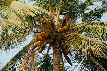 palm trees in the tropics in a summer sunny day