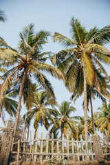 Fototapeta premium palm trees in the tropics in a summer sunny day