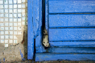 Two Frightened Stray Little Cats,Horizontal Shot.Cats Are Dirty,Get Sick,Cats Need a Vet and a New Home.Stray Kitten Looking Through the Hole of the Old Door.World Animal Day,Rescue Animals Concept.
