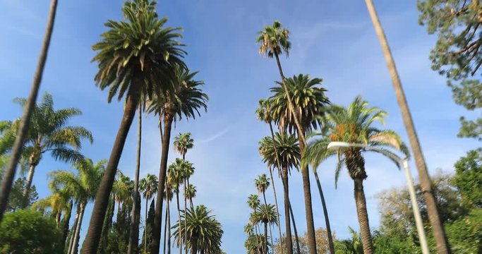 Driving through Palm Trees on a street in Beverly Hills, CA, USA