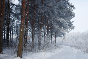 Winter landscape trees in frost in a snowy field in the early