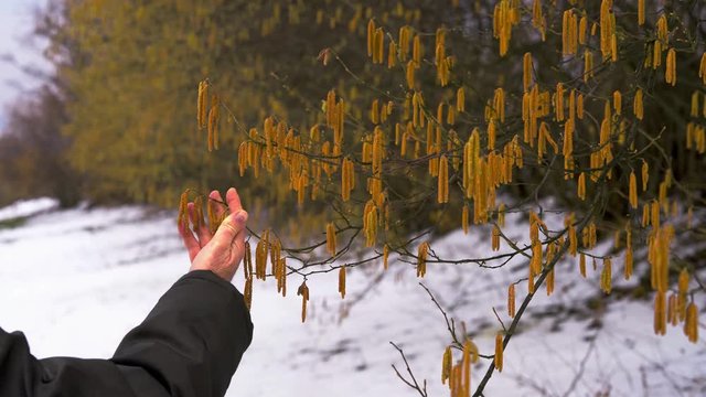 Man touches Hazel buds and goes under them - (4K)
