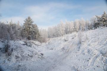 Winter landscape trees in frost in a snowy field in the early