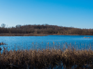 Beautiful lake with a backdrop of trees in the wild.