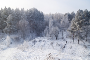 Winter landscape trees in frost in a snowy field in the early