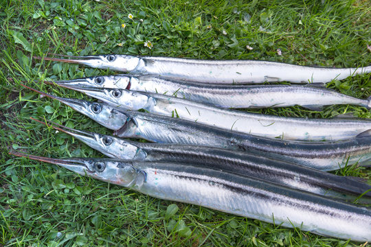 A catch of silvery garfish on the lawn