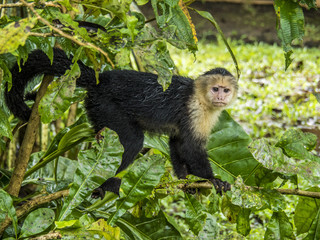 White-faced monkey, Tortuguero, Costa Rica