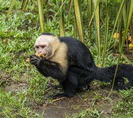 White-faced monkey, Tortuguero, Costa Rica