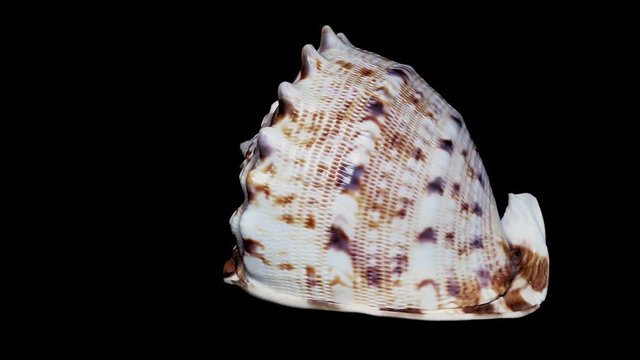 Seashell Isolated on Black Background, White Light – Close-up, Detail