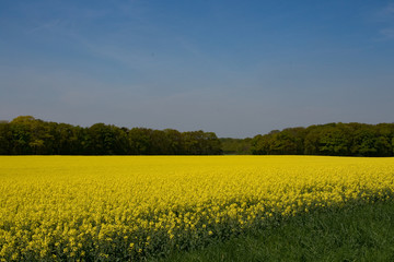 Obraz premium Rapsfeld