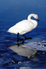 屈斜路湖の白鳥