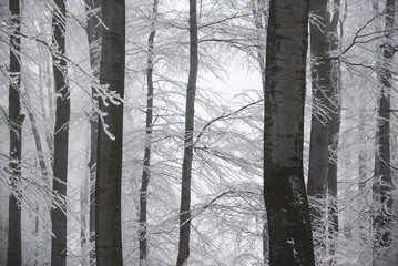 Stunning landscape, frosted trees branched in a forest