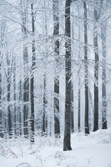Stunning landscape, frosted trees branched in a forest