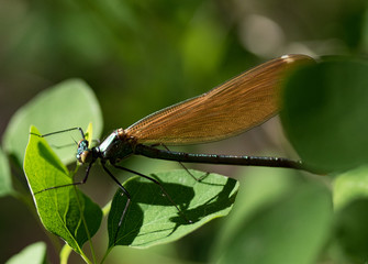 Libelle