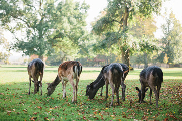 Animals are looking for food. A group of young deer walks through a warm green sunny meadow next to the trees