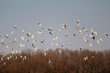 Freiheit / ein Schwarm Möwen in der Luft