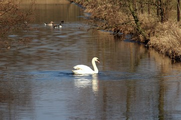 Stolzer Schwan auf dem Fluss
