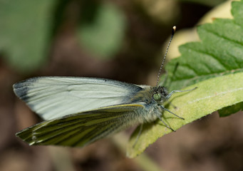 Kohlweißling Kohlweissling