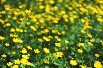 Obraz premium expanse of buttercup