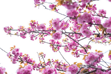 Japanische Kirschblüte mit rosa Blüten