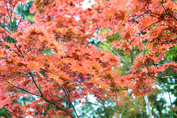 Japanischer Ahorn mit roten Blättern