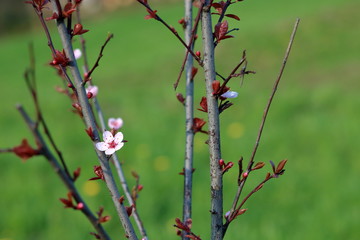 Fototapeta Gałązki młodego drzewka wiosną z młodymi rozwijającymi się listkami i ślicznymi biało-różowymi kwiatami, makro, rozmyte tło obraz