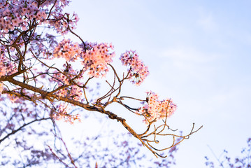 Japanische Kirschblüte in der Sonne bei Sonnenuntergang