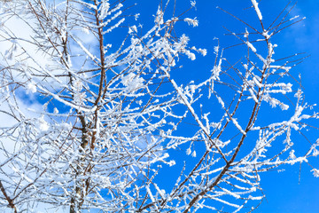 Winter branches of trees in frost snow flakes