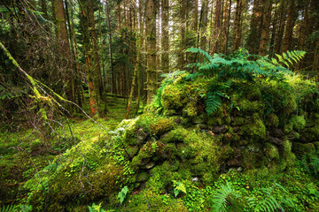 Old wall in the pine scottish forest